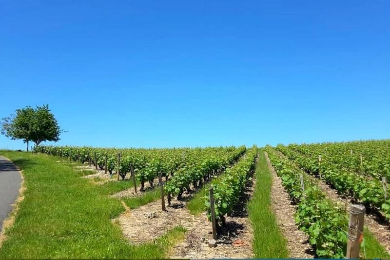 Gite Au Bord Du Cher "La Mesange Verte" Savonnières Kültér fotó